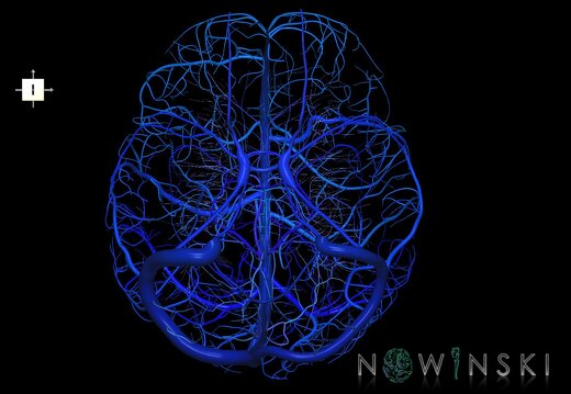 G1.T16.1.V6.C2.L0.Intracranial venous system whole