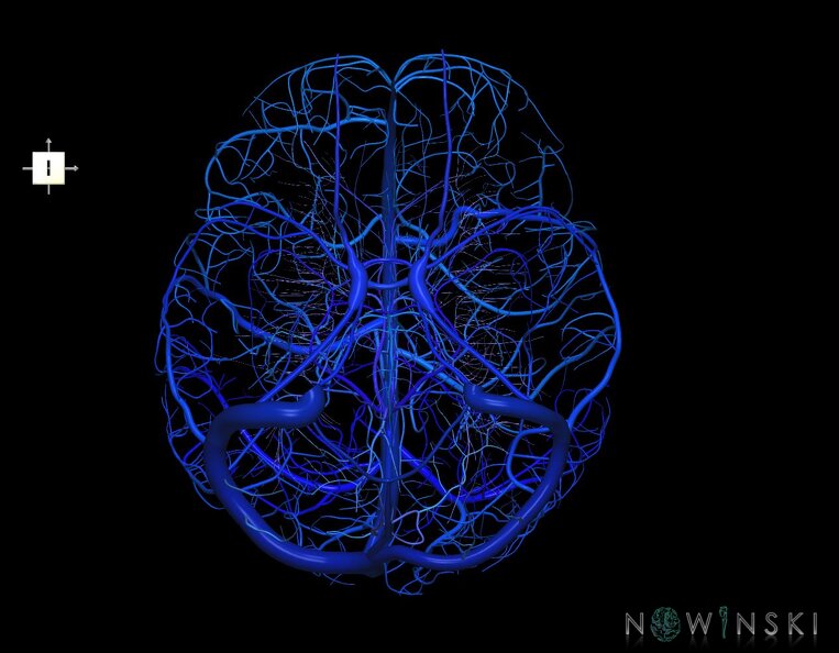 G1.T16.1.V6.C2.L0.Intracranial_venous_system_whole.tiff