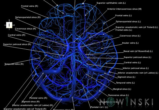 G1.T16.1.V6.C2.L1.Intracranial venous system whole