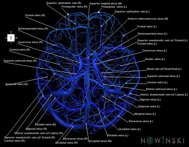 G1.T16.1.V6.C2.L1.Intracranial_venous_system_whole.tiff