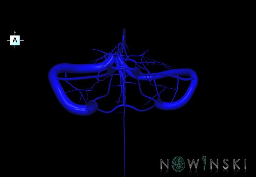 G1.T16.10.V1.C1.L0.Dural sinuses-Posterior fossa veins