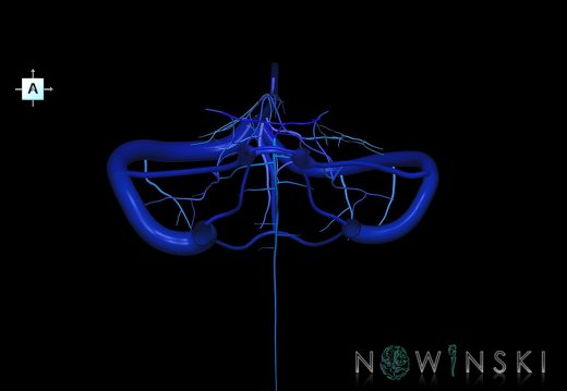 G1.T16.10.V1.C2.L0.Dural sinuses-Posterior fossa veins