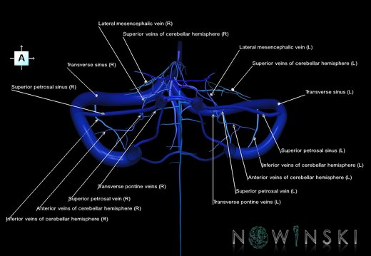 G1.T16.10.V1.C2.L1.Dural sinuses-Posterior fossa veins