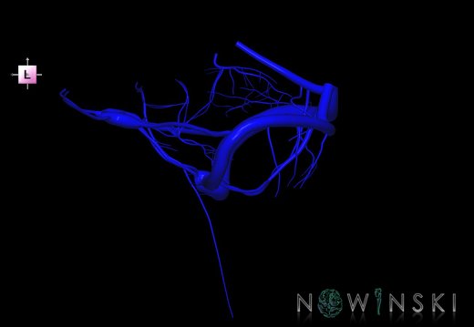 G1.T16.10.V2.C1.L0.Dural sinuses-Posterior fossa veins