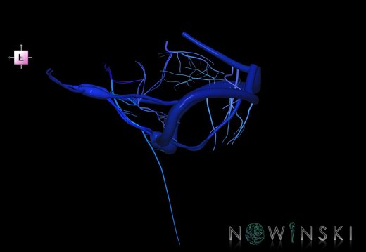 G1.T16.10.V2.C2.L0.Dural sinuses-Posterior fossa veins