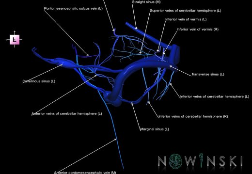 G1.T16.10.V2.C2.L1.Dural sinuses-Posterior fossa veins