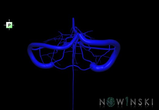 G1.T16.10.V3.C1.L0.Dural sinuses-Posterior fossa veins