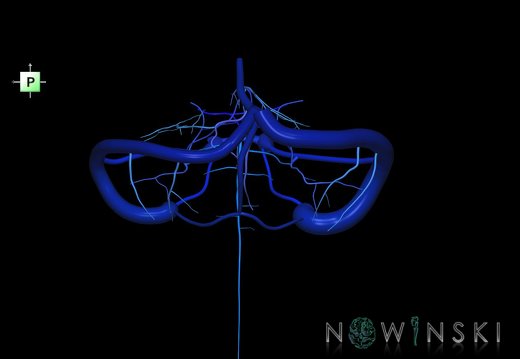 G1.T16.10.V3.C2.L0.Dural sinuses-Posterior fossa veins