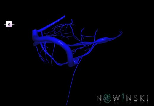 G1.T16.10.V4.C1.L0.Dural sinuses-Posterior fossa veins