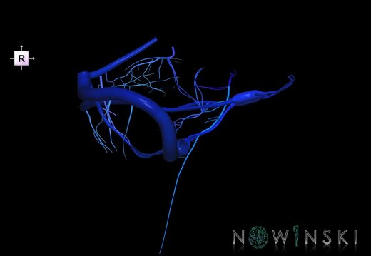 G1.T16.10.V4.C2.L0.Dural sinuses-Posterior fossa veins