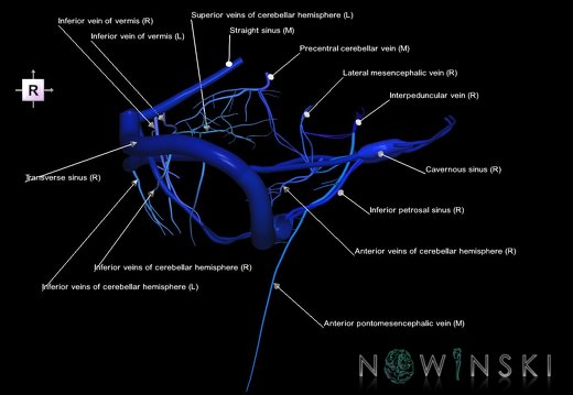 G1T16.10.Dural sinuses-Posterior fossa veins