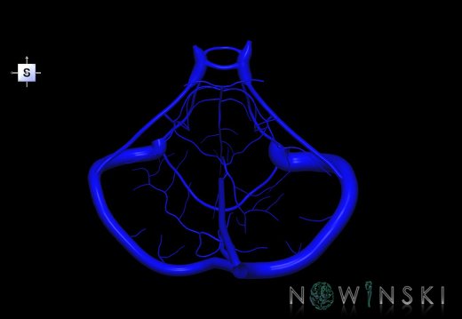 G1.T16.10.V5.C1.L0.Dural sinuses-Posterior fossa veins