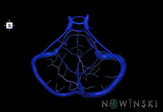 G1.T16.10.V5.C2.L0.Dural sinuses-Posterior fossa veins