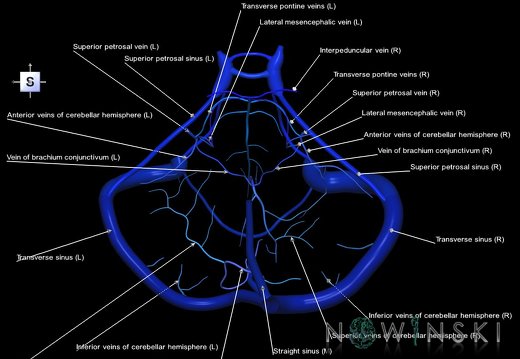 G1.T16.10.V5.C2.L1.Dural sinuses-Posterior fossa veins