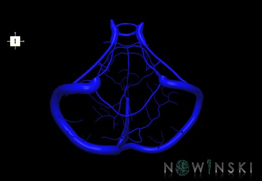 G1.T16.10.V6.C1.L0.Dural sinuses-Posterior fossa veins