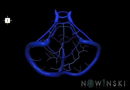 G1.T16.10.V6.C2.L0.Dural sinuses-Posterior fossa veins