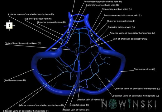 G1.T16.10.V6.C2.L1.Dural sinuses-Posterior fossa veins