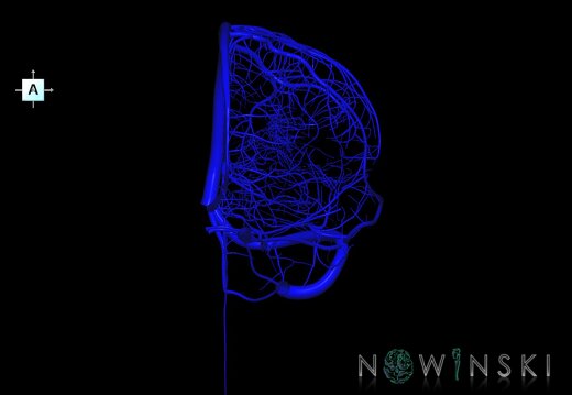 G1.T16.2.V1.C1.L0.Intracranial venous system left