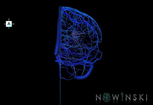 G1T16.2.IntracranialVenousSystemLeft