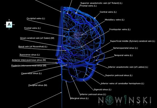 G1.T16.2.V1.C2.L1.Intracranial venous system left