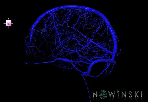 G1.T16.2.V2.C1.L0.Intracranial venous system left