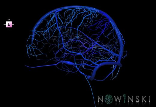 G1.T16.2.V2.C2.L0.Intracranial venous system left