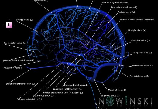 G1.T16.2.V2.C2.L1.Intracranial venous system left