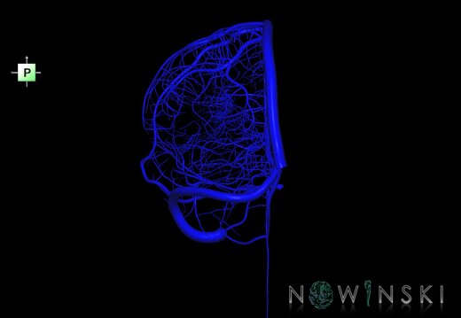 G1.T16.2.V3.C1.L0.Intracranial venous system left