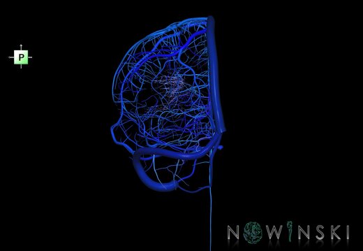 G1.T16.2.V3.C2.L0.Intracranial venous system left