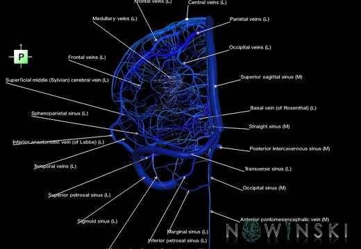 G1.T16.2.V3.C2.L1.Intracranial venous system left