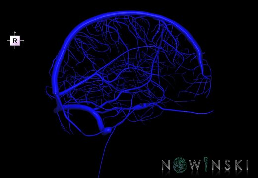 G1.T16.2.V4.C1.L0.Intracranial venous system left