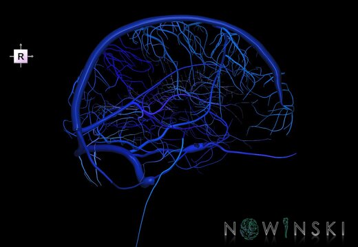 G1.T16.2.V4.C2.L0.Intracranial venous system left