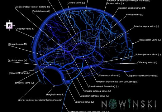 G1.T16.2.V4.C2.L1.Intracranial venous system left