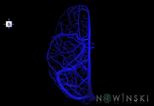 G1.T16.2.V5.C1.L0.Intracranial venous system left