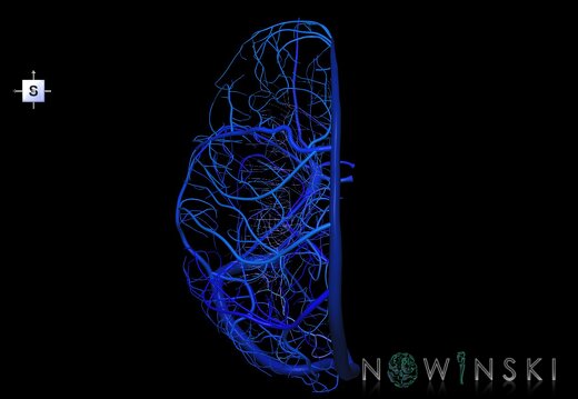 G1.T16.2.V5.C2.L0.Intracranial venous system left