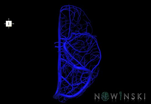 G1.T16.2.V6.C1.L0.Intracranial venous system left