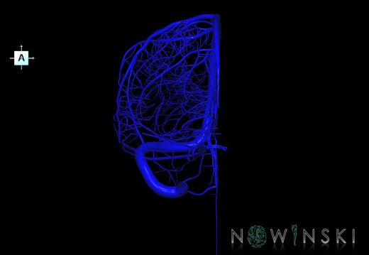 G1.T16.3.V1.C1.L0.Intracranial venous system right