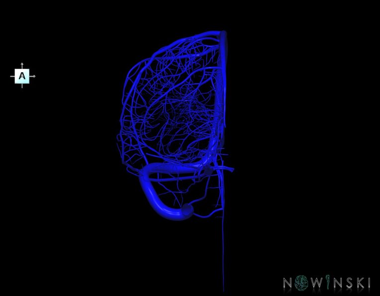 G1.T16.3.V1.C1.L0.Intracranial_venous_system_right.tiff