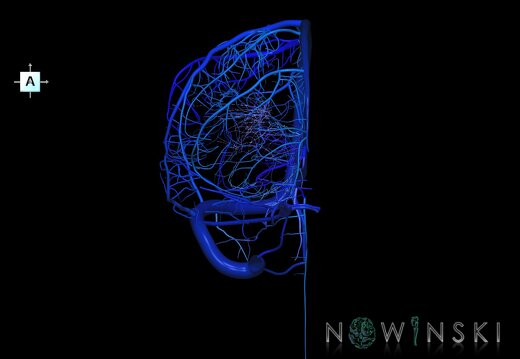 G1.T16.3.V1.C2.L0.Intracranial venous system right