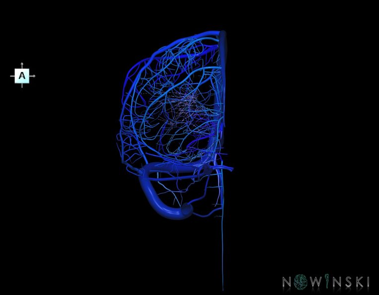 G1.T16.3.V1.C2.L0.Intracranial_venous_system_right.tiff