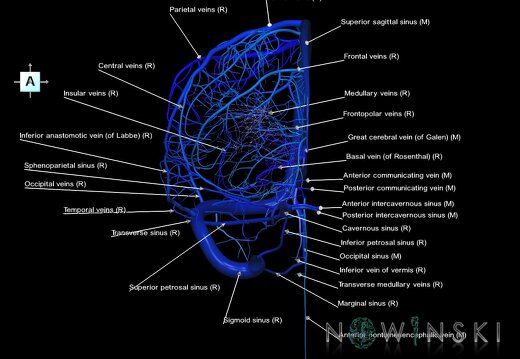 G1.T16.3.V1.C2.L1.Intracranial venous system right