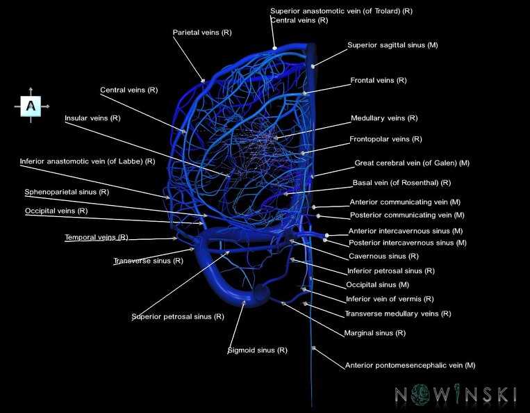 G1.T16.3.V1.C2.L1.Intracranial_venous_system_right.tiff