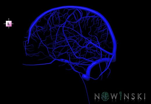 G1.T16.3.V2.C1.L0.Intracranial venous system right