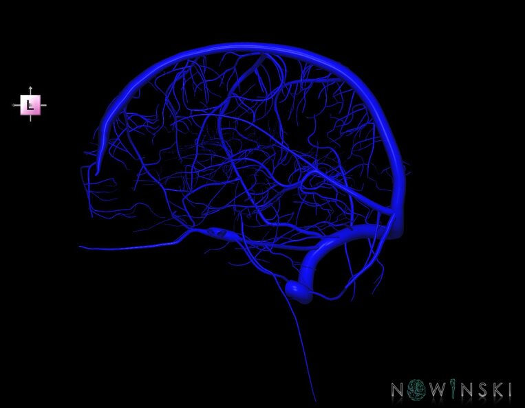 G1.T16.3.V2.C1.L0.Intracranial_venous_system_right.tiff