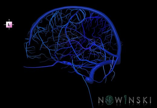 G1.T16.3.V2.C2.L0.Intracranial venous system right
