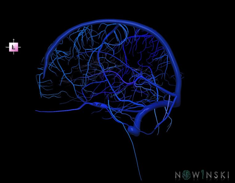 G1.T16.3.V2.C2.L0.Intracranial_venous_system_right.tiff