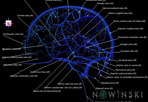 G1.T16.3.V2.C2.L1.Intracranial venous system right