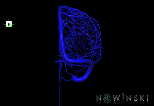 G1.T16.3.V3.C1.L0.Intracranial venous system right