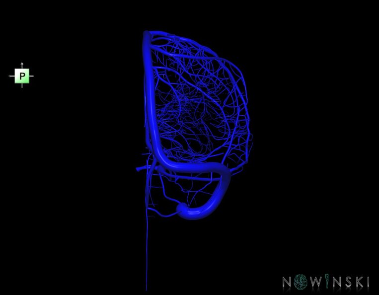G1.T16.3.V3.C1.L0.Intracranial_venous_system_right.tiff