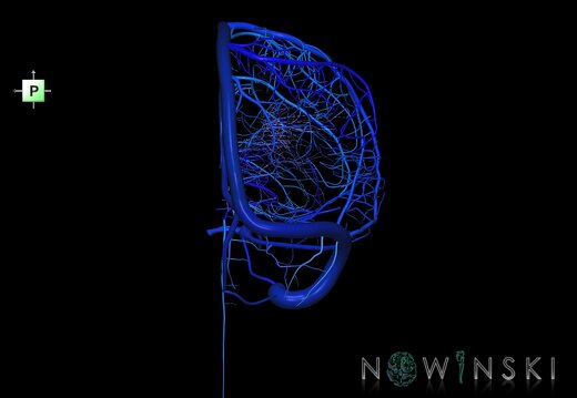 G1.T16.3.V3.C2.L0.Intracranial venous system right